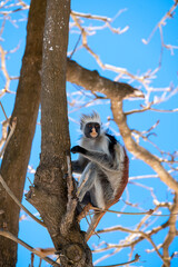 Zanzibar Colobus monkey 