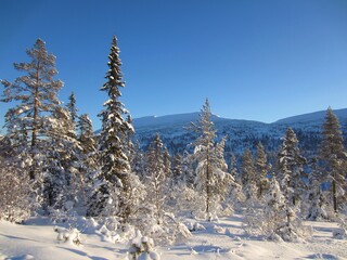 Beautiful surroundings of the Lifjell mountain plateau in the Mid-Telemark region, Norway