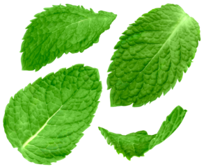 Set of mint leave isolated on transparent background.