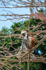 Zanzibar Colobus monkey 8 months old