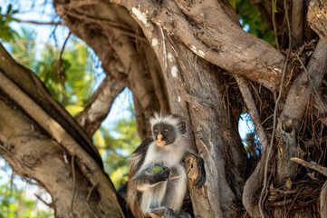 Zanzibar Colobus monkey 8 months old
