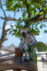 Zanzibar Colobus monkey 8 months old