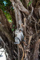 Zanzibar Colobus monkey 8 months old