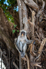 Zanzibar Colobus monkey 8 months old
