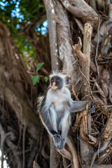 Zanzibar Colobus monkey 8 months old
