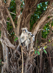 Zanzibar Colobus female monkey with child