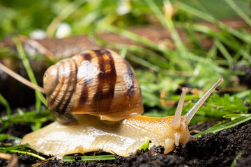 Helix pomatia snail leisurely crawls on the grass.