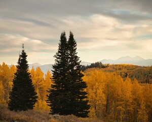 Beautiful shot of pine trees surrounded by other trees in a forest