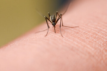 Mosquitoes are feeding on human skin blood. Mosquitoes are carriers of dengue fever and malaria....