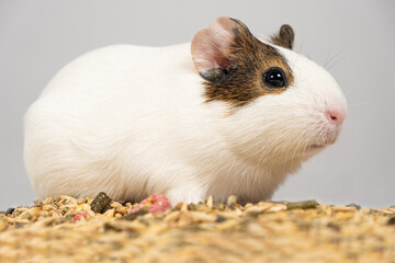 A small guinea pig sits near the feed on a white background.