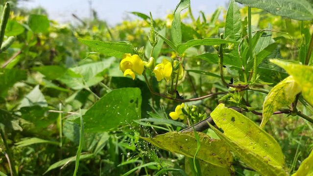 Vigna mungo plant growing in field. Its other names black gram,&nbsp;urad bean,&nbsp;mash kalai,&nbsp;uzhunnu parippu,&nbsp;ulundu paruppu,&nbsp;minapa pappu and Uddu. This &nbsp;bean&nbsp;grown in India and &nbsp;South Asia.