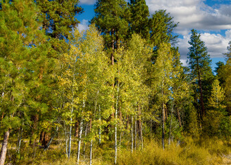 apem and ponderosa pine trees in the autumn saeason near Sisters Oregon