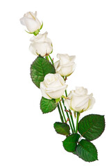 Obraz premium bouquet white Roses. white roses isolated on the white background