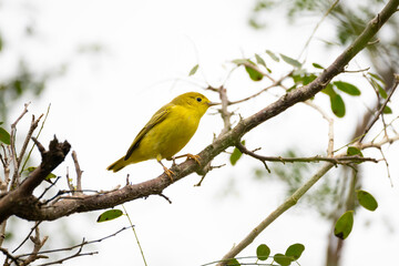 Beautiful American Yellow Warbler (Setophaga petechia) perched on a macano tree branch in central Panama.