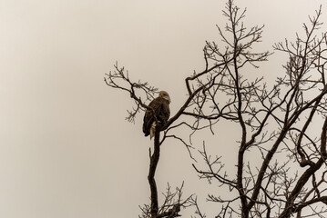 Bald Eagle Perched In A Tree In Late November