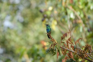 Colibri Coruscans, Sparkling Violetear perch spreading wings