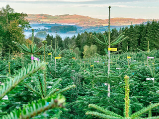 Weihnachtsbäume wachsen in der Natur und sind als Angebot für den späteren Verkauf ausgezeichnet.
