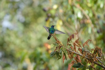 Colibri Coruscans, Sparkling Violetear perch spreading wings