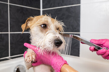 Puppy wire-haired Jack Russell Terrier takes a shower. A girl in pink gloves pours water from a...