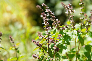 	
Basil leaves and flowers plants with flowers growing	
