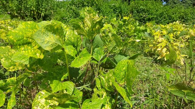 Vigna mungo plant growing in field. Its other names black gram,&nbsp;urad bean,&nbsp;mash kalai,&nbsp;uzhunnu parippu,&nbsp;ulundu paruppu,&nbsp;minapa pappu and Uddu. This &nbsp;bean&nbsp;grown in India and &nbsp;South Asia.
