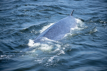 Bryde's Whale quickly swims to the water's surface to exhale by blowing the water into the air....