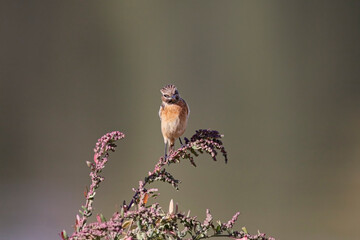 European robin during autumn