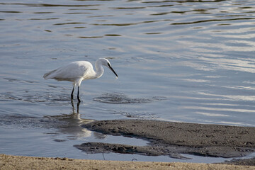 Beautiful white egret fishing