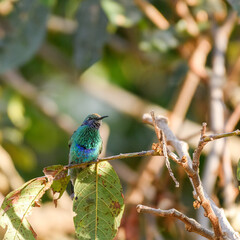 Colibri Coruscans, Sparkling Violetear perch spreading wings