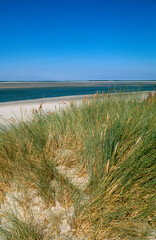 Oyat, Ammophila arenarie , protection des dunes, Gironde, 33