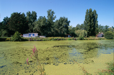 Lentille d'eau, Lemna minor, Marais Poitevin, Vendée, 85, France