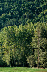 Peuplier, Populus tremula