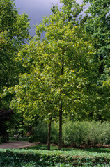 Naklejka premium Chêne pubescent, Quercus pubescens