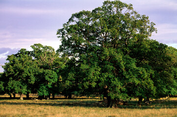 Chêne pédonculé, Quercus robur