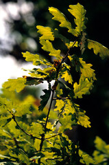 Chéne , Quercus robur, Gland