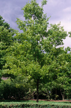 Chêne pubescent, Quercus pubescens