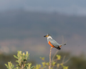 Megaceryle Torquata, Ringed Kingfisher perched