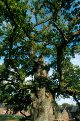 Chéne, Qercus robur, Le chéne millénaire, Chene a Guillotin, légende de Merlin, Bretagne,...