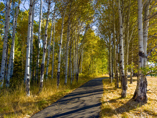 A walking and bike path winding through colorful aspen trees on a ranch near Sisters Oregon