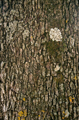 Fototapeta premium Chéne kermes, Quercus coccifera