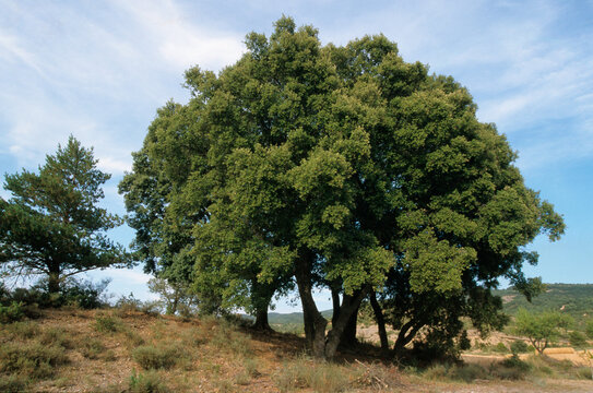 Ch&ecirc;ne vert , Quercus ilex