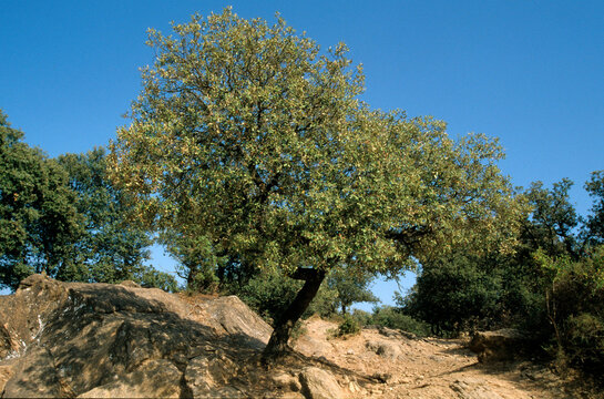 Ch&ecirc;ne vert , Quercus ilex