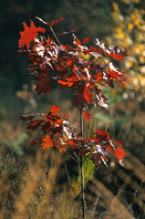 Chéne écarlate, Qercus coccinea