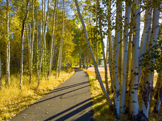 A walking and bike path winding through colorful aspen trees on a ranch near Sisters Oregon