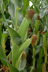 Mais, Zea mays