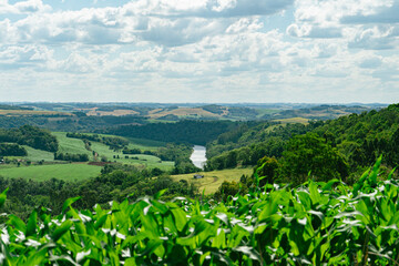 Fototapeta na wymiar Gowing corn on farm field with clouds on blue sky and a river on background