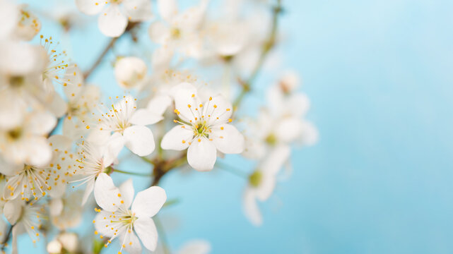 Branches of blossoming cherry macro with soft focus on gentle light blue sky background in sunlight with copy space.	