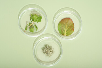  petri dishes with leaves and plants on green background. medical or pharmaceutical laboratory equipment, study and research in biotechnology and health care product development. top view.