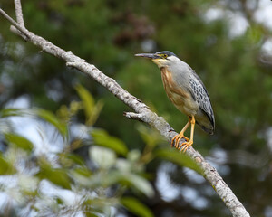 Butorides Striata, Striated Heron perched