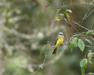 Obraz premium Tyrannus Melancholicus, Tropical Kingbird perched